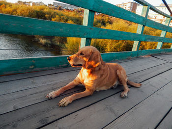 Dog sitting on wooden railing
