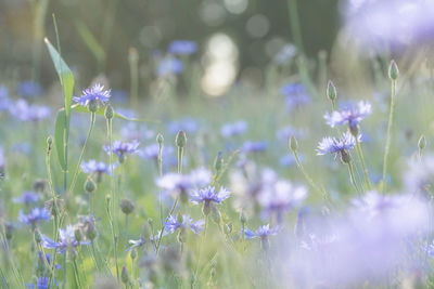 Close-up of purple flowering plants on field