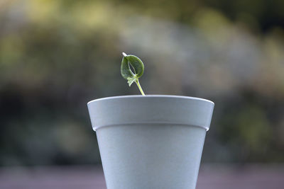 Close-up of plant against blurred background