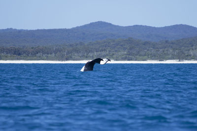 Bird flying over sea against clear sky