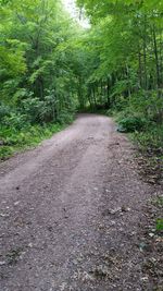 Road passing through forest