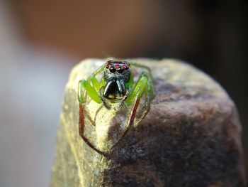 Close-up of insect on rock