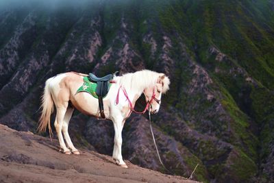 Horse on mountain