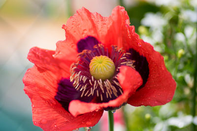 Close-up of red rose flower