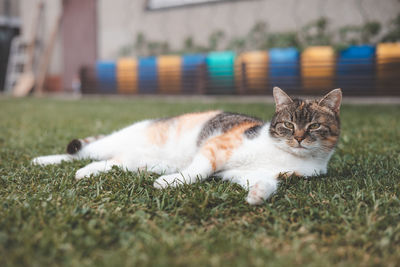 Cat sitting on grassy field