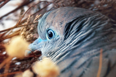 Close-up of parrot