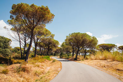 Road amidst trees against sky. road with pine-tree in provence 