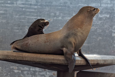 Close-up of sea lion