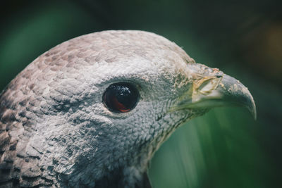 Close-up of a bird