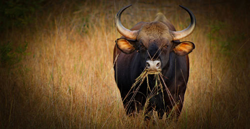 Close up of indian bison standing on field