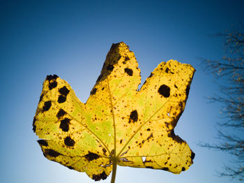 Maple leaf