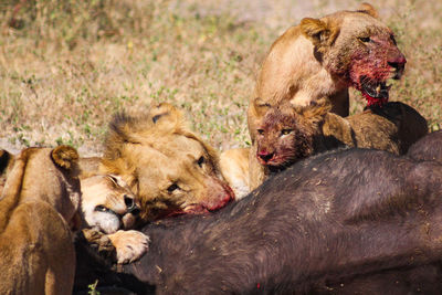 Lion family feeding dead buffalo on field during sunny day