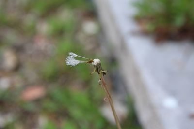 Close-up of insect on plant