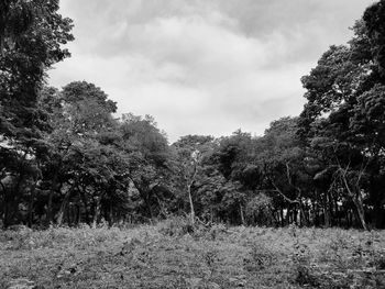 Trees growing on field against sky