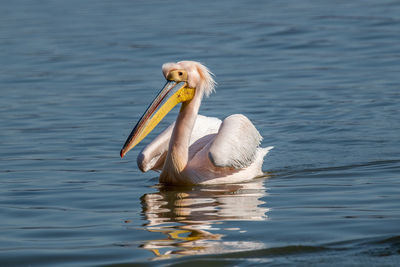 View of pelican swimming in lake