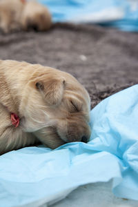 High angle view of puppy sleeping on bed