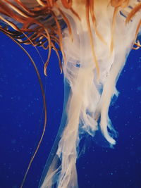 Jellyfish swimming in vancouver aquarium