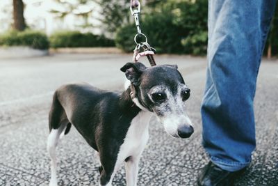 Dog looking away