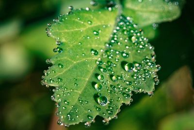 Close-up of water drops on leaf