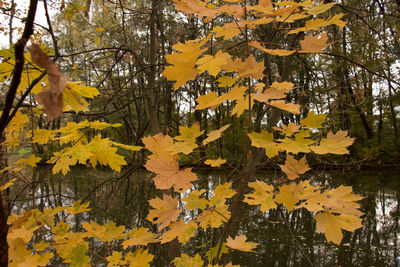 Autumn leaves on tree in forest