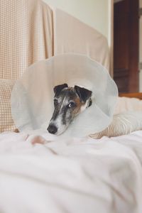 Dog relaxing on bed at home