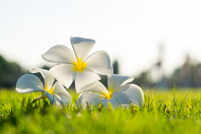 Close-up of white flowering plants on field