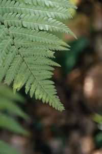 Close-up of fern leaves