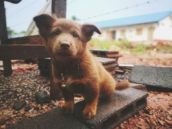 Portrait of dog sitting outdoors