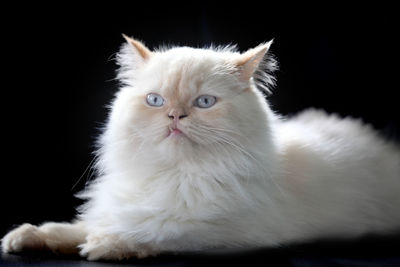 Close-up portrait of a cat