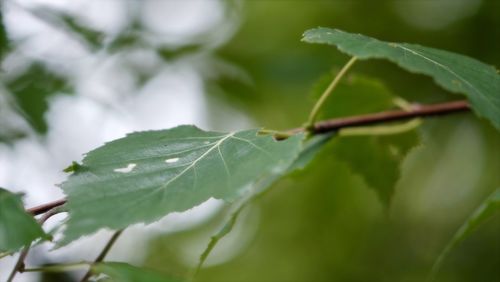 Close-up of plant leaves