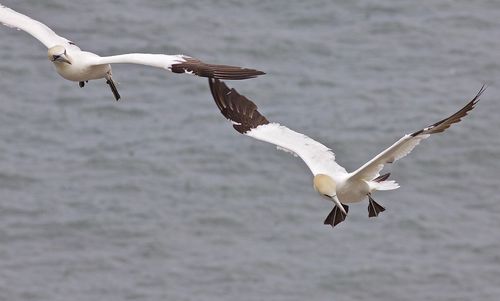Seagulls flying over sea
