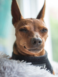 Close-up portrait of a dog