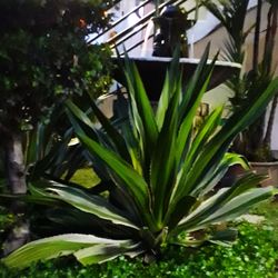 Close-up of fresh green plants