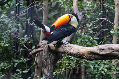 The toco toucan bird on the wood tree in forest