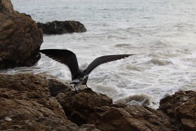Seagull on rock at sea shore