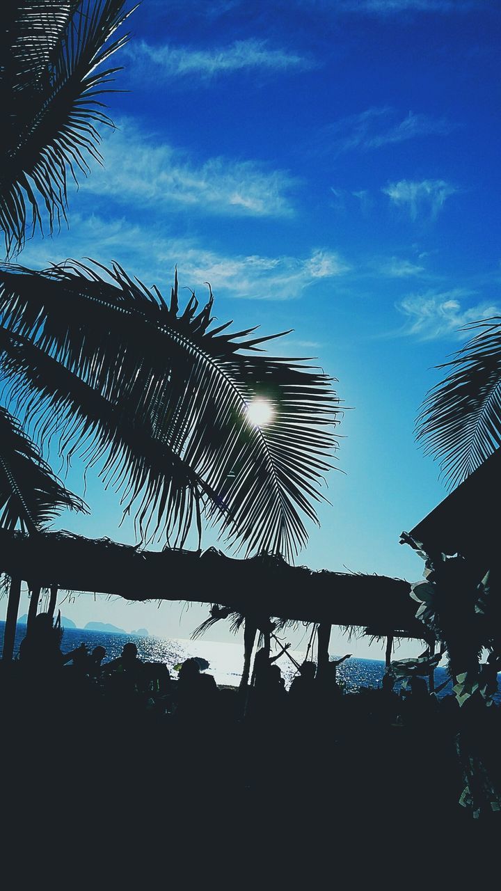 silhouette, low angle view, palm tree, sky, tree, blue, tranquility, growth, nature, sunset, beauty in nature, sunlight, tranquil scene, sun, scenics, cloud - sky, cloud, outdoors, no people, tree trunk