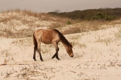 View of a horse grazing in the field