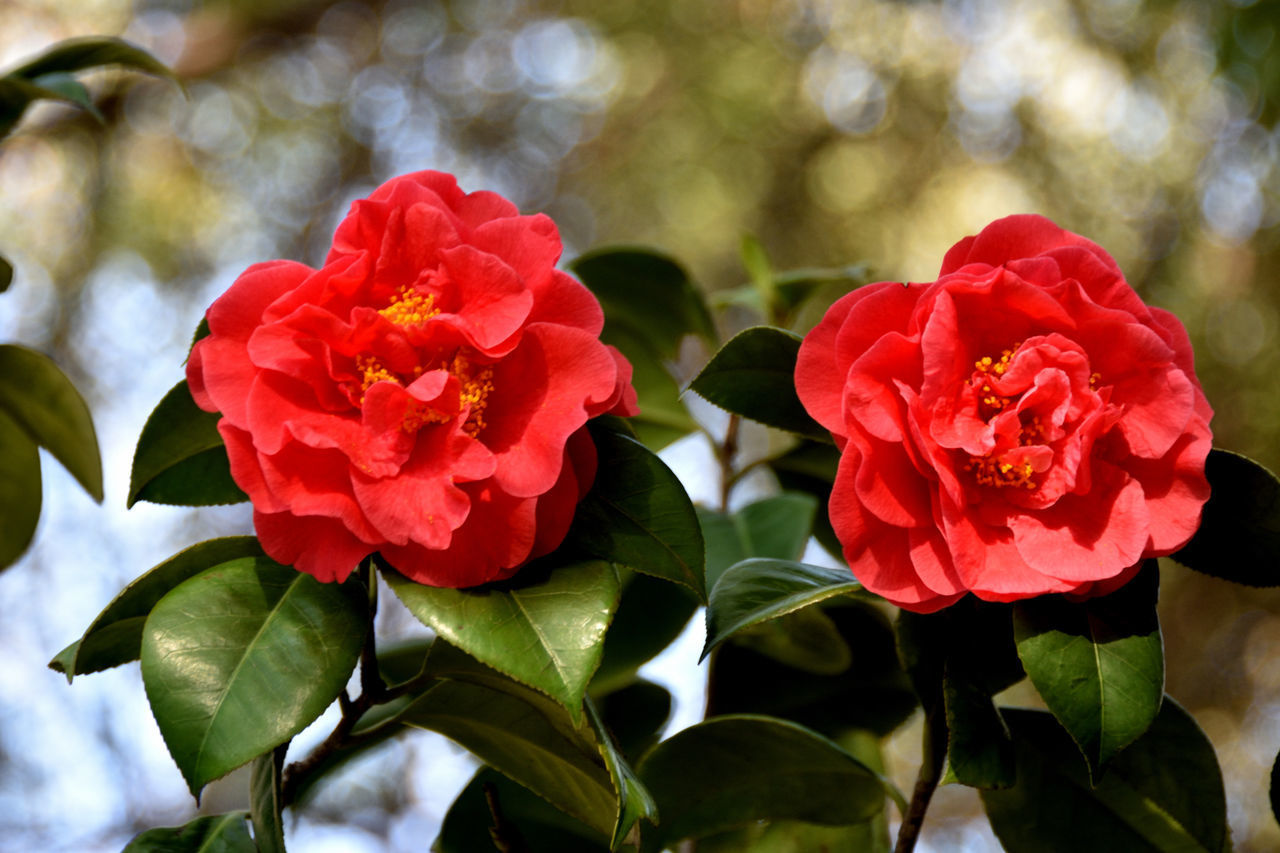 CLOSE-UP OF RED ROSE FLOWERS