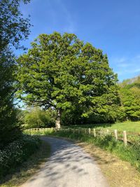 Road amidst trees against sky