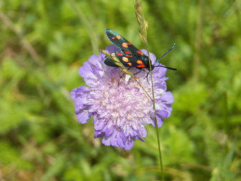 Close-up of butterfly pollinating on purple flower