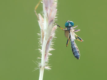 Close-up of insect on flower