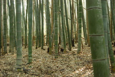 Bamboo trees in forest