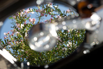 Close-up of christmas tree