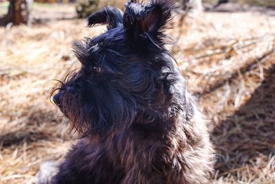 Close-up of dog on field