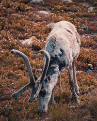 Side view of deer on field