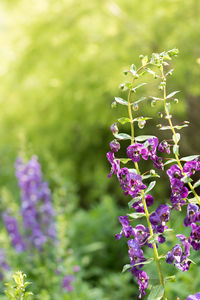 Close-up of purple flowers