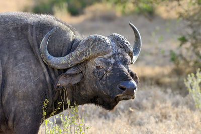 African cape buffalo, africa