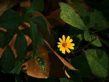 Close-up of yellow flower