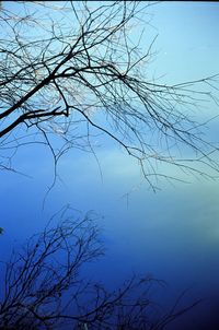 Low angle view of bare tree against blue sky