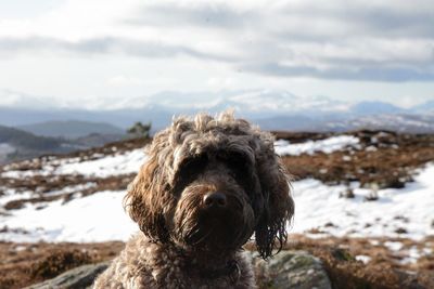 Close-up of dog on snow against sky